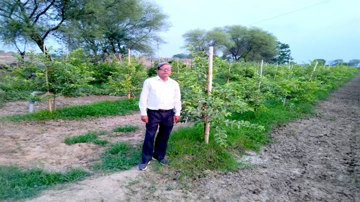 अच्छी आमदनी के लिये किसान डी.पी. शर्मा कर रहे हैं वीएनआर अमरूद की खेती